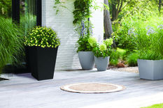 Flora duo Black
