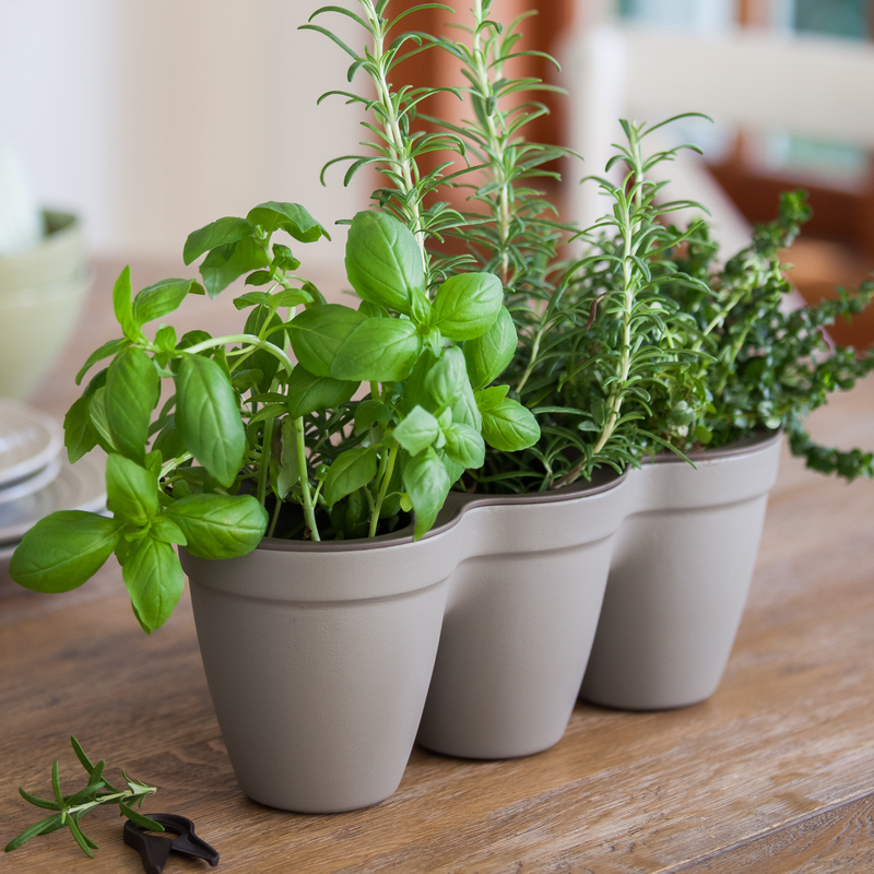 herbs
